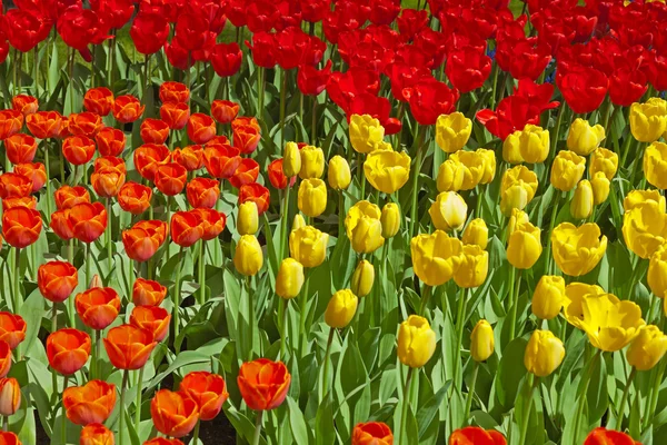 Tulipanes amarillos y rojos en jardín de primavera. Keukenhof. Lisse. . — Foto de Stock