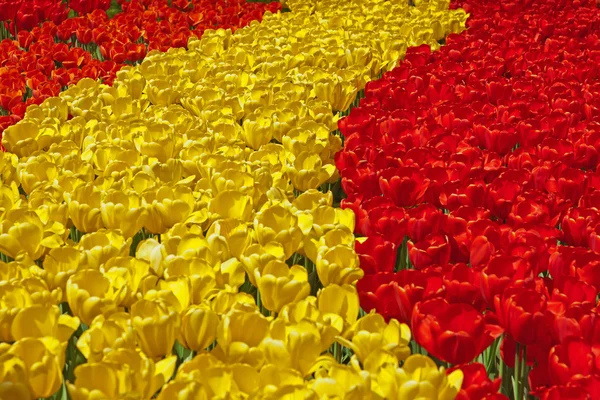 Tulipanes rojos y amarillos en jardín de primavera. Keukenhof. Lisse. . — Foto de Stock