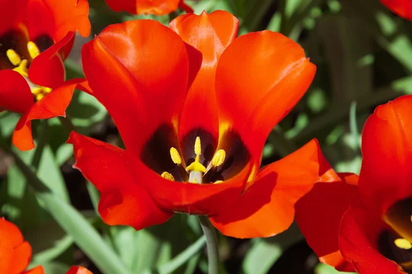 Close-up of red tulip in field in spring. Top view. — Stock Photo, Image