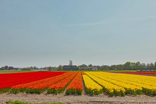 Field of colorful tulip flowers. Lisse. The Netherlands. — Stock Photo, Image