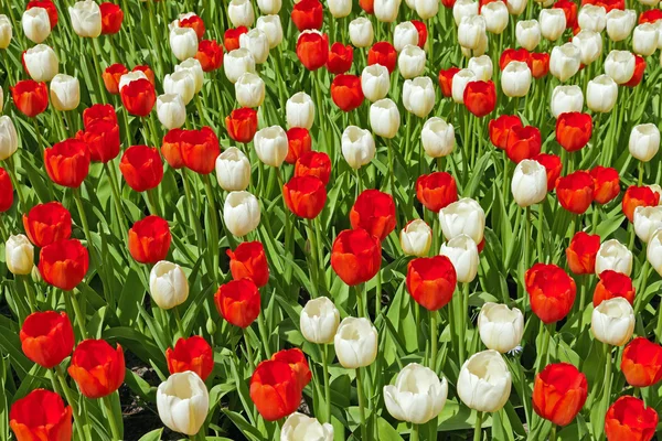 Red and white tulips in spring. — Stock Photo, Image