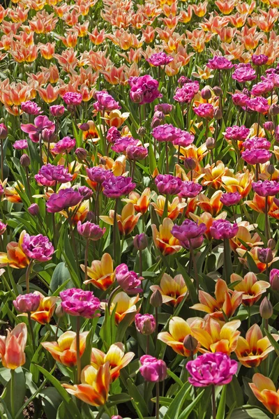 Tulips pink and orange in spring. — Stock Photo, Image