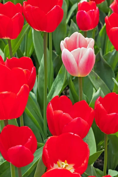 Tulipas vermelhas com um rosa se destacando . — Fotografia de Stock