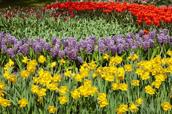 Colorful flower garden in spring. Keukenhof. Lisse. The Netherla — Stock Photo, Image