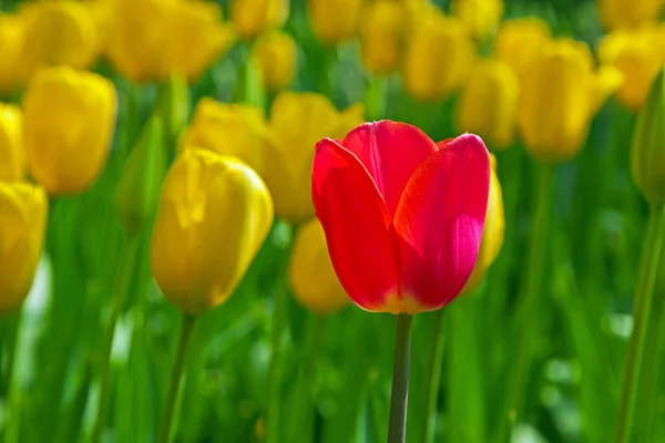 Gele tulpen met een rode staande uit. — Stockfoto