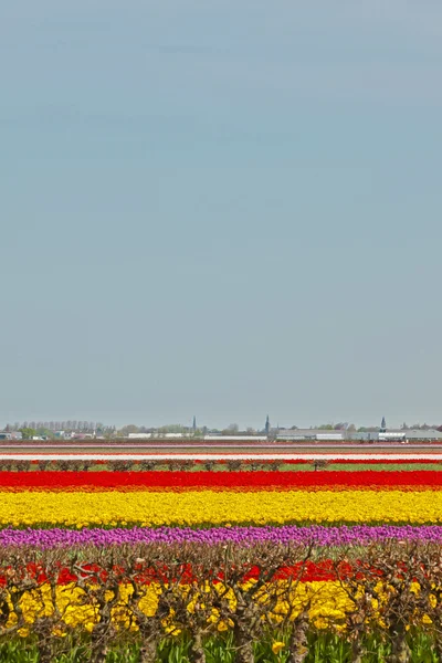 Fält av färgglada tulpaner blommor. Lisse. Nederländerna. — Stockfoto
