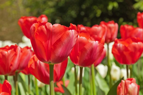 Tulipanes rojos en primavera. — Foto de Stock