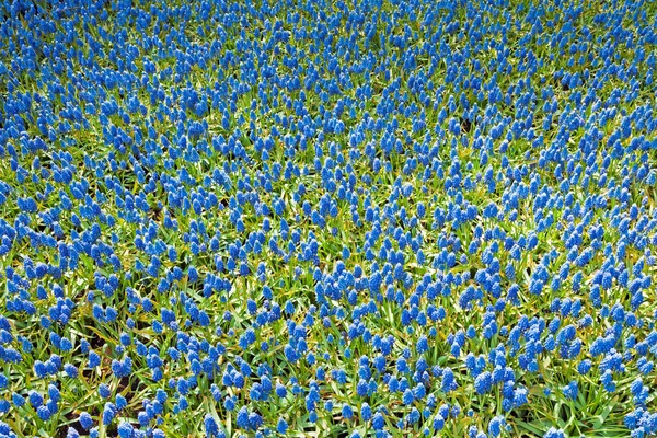 봄에는 푸른 종소리의 필드입니다. 상위 뷰. — 스톡 사진