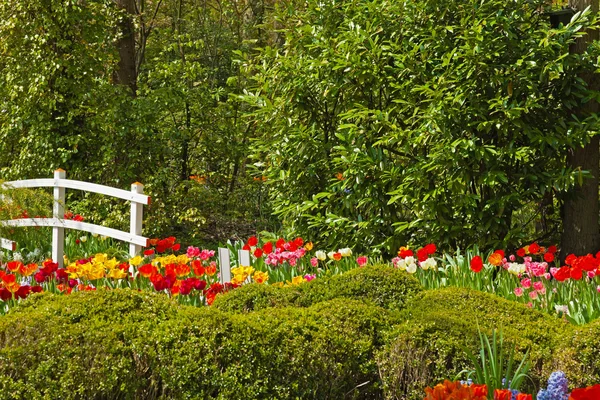 Jardín de flores con puente blanco en primavera. Keukenhof. Lisse. El — Foto de Stock