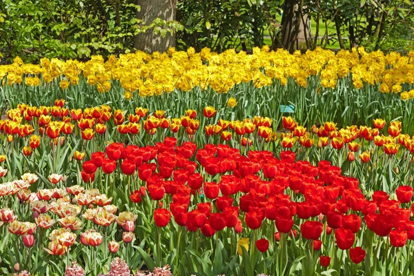 Garden with red and yellow tulips in spring. — Stock Photo, Image