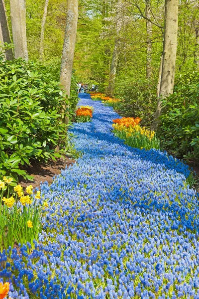 Bedding of blue bells in forest in spring. — Stock Photo, Image