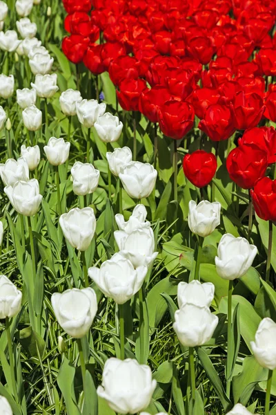 Tulipani rossi e bianchi in primavera . — Foto Stock