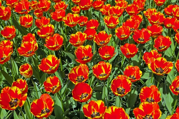 Rode gele tulpen in het voorjaar. bovenaanzicht. Keukenhof. Lisse. — Stockfoto