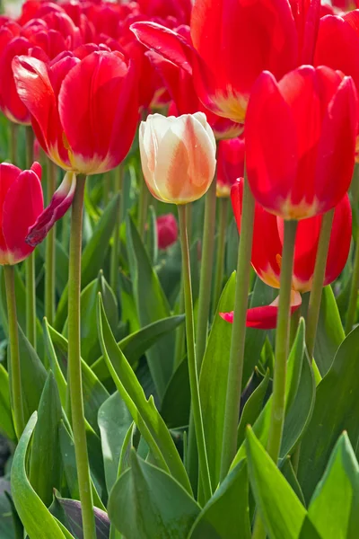 Red tulips with one pink standing out. Stock Picture
