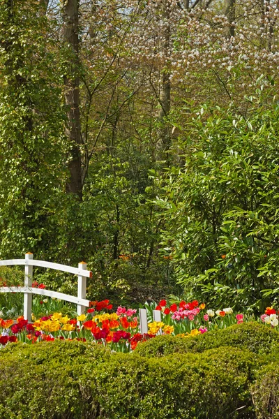 Flower garden with white bridge in spring. Keukenhof. Lisse. The — Stock Image Flower garden with white bridge in spring. Keukenhof. Lisse. The Stock Image