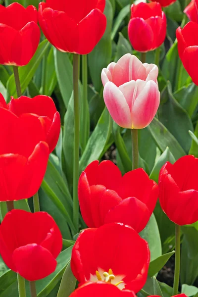 Red tulips with one pink standing out. Royalty Free Stock Images
