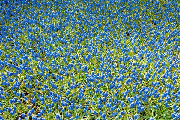 Field of blue bells in spring. Top view. — Stock Image Field of blue bells in spring. Top view. Stock Image