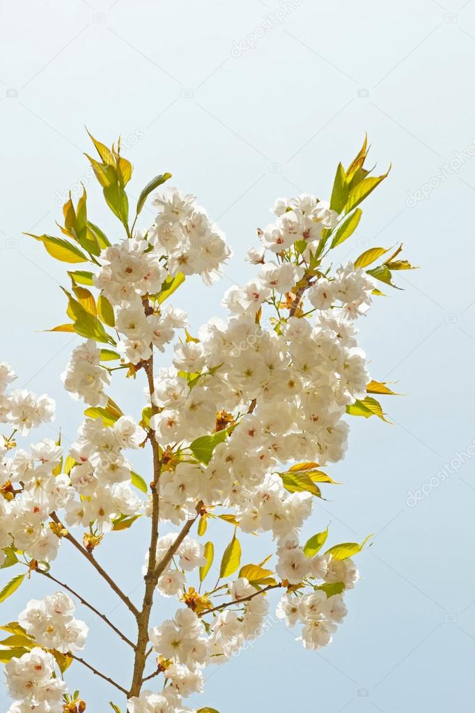 White blossom on branch of tree against blue sky. Spring.