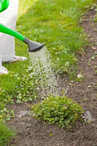 Äldre kvinna ger växter vatten. sommarträdgård. — Stockfoto