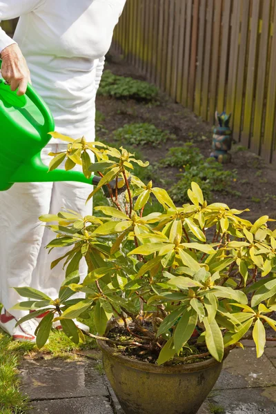 Mulher sênior dando água às plantas. Jardim de verão . — Fotografia de Stock