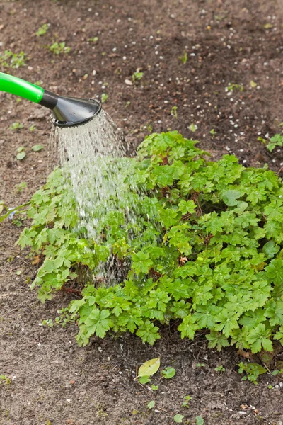 Äldre kvinna ger växter vatten. sommarträdgård. — Stockfoto