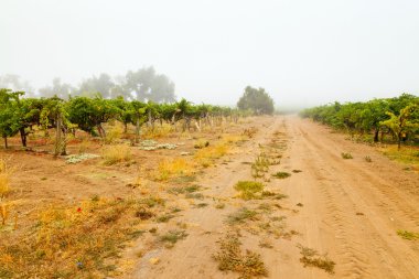 Şafak vakti sis içinde şaraphane bağ. Napa Vadisi, Kaliforniya,