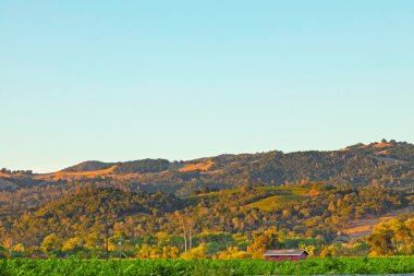 gün batımında bağlar. napa Vadisi, Kaliforniya şarapları peyzaj