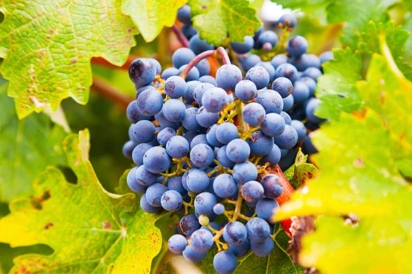 Close-up of red grapes in vineyard. Napa Valley. California. USA — Stock Photo, Image