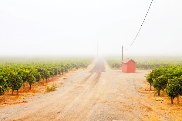 Şafak vakti sis içinde şaraphane bağ. Napa Vadisi, Kaliforniya, — Stok fotoğraf