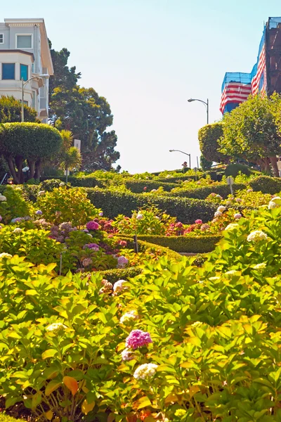 クルックド ロンバード ストリート、サンフランシスコの花を持つ. — ストック写真