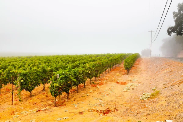 Winnica winnicy we mgle na świcie. Napa valley w Kalifornii, — Zdjęcie stockowe