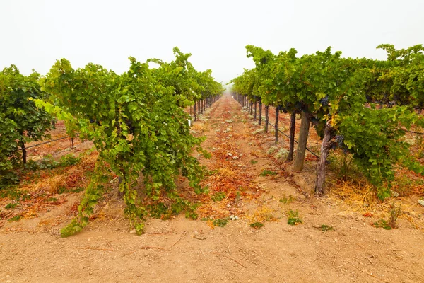 Vinice vinařství v mlze za úsvitu. Napa valley, Kalifornie, — Stock fotografie
