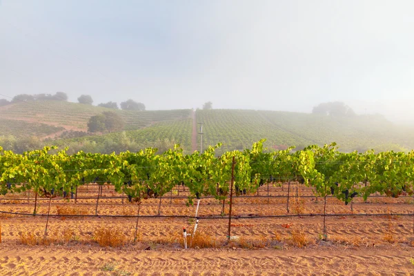 Vinice vinařství v mlze za úsvitu. Napa valley, Kalifornie, — Stock fotografie