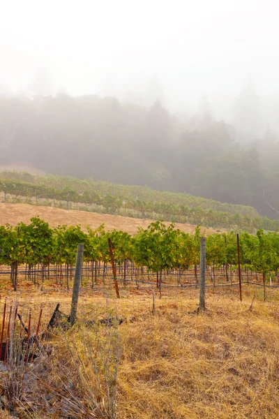 Winnica winnicy we mgle na świcie. Napa valley w Kalifornii, — Zdjęcie stockowe