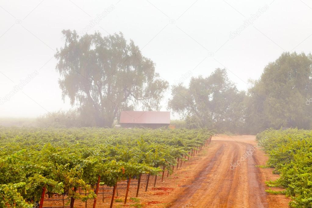 Vineyard of winery in the mist at dawn. Napa Valley, California,