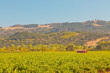 şarap evi ve mavi gökyüzü. Napa Vadisi. California. ABD.
