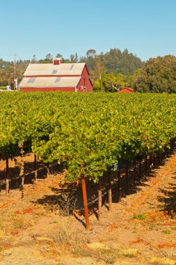 Kırmızı ahır ve mavi gökyüzü ile bağ. Napa Vadisi. California. Bizi