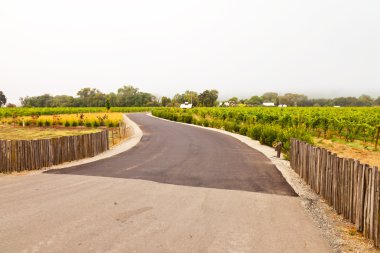Sisteki road, şaraphane yatay. Napa Vadisi. Kaliforniya.