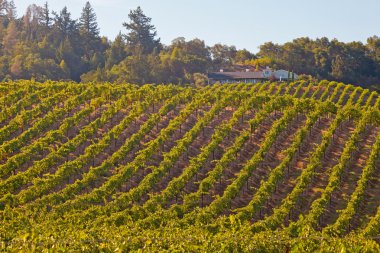 şarap evi ve mavi gökyüzü. Napa Vadisi. California. ABD.