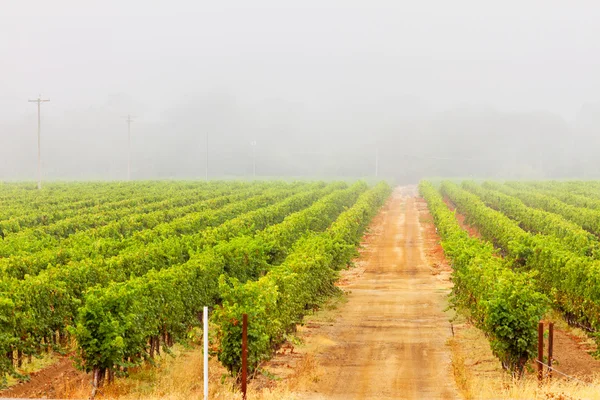 Wijngaard cultuur landschap in de mist. Napa valley. Californië. — Stockfoto