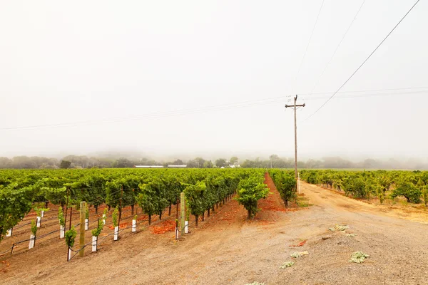 Wijngaard cultuur landschap in de mist. Napa valley. Californië. — Stockfoto