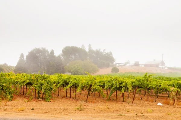 Kulturlandschaft Weinberge im Nebel. Napa-Tal. Kalifornien. — Stockfoto