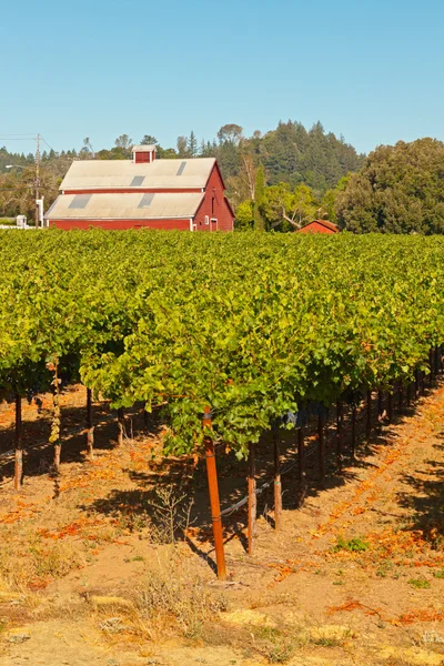 Vinice s červenou stodolu a modrá obloha. Napa valley. Kalifornie. nás — Stock fotografie