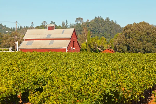 Wijngaard met rode schuur en blauwe hemel. Napa valley. Californië. ons — Stockfoto