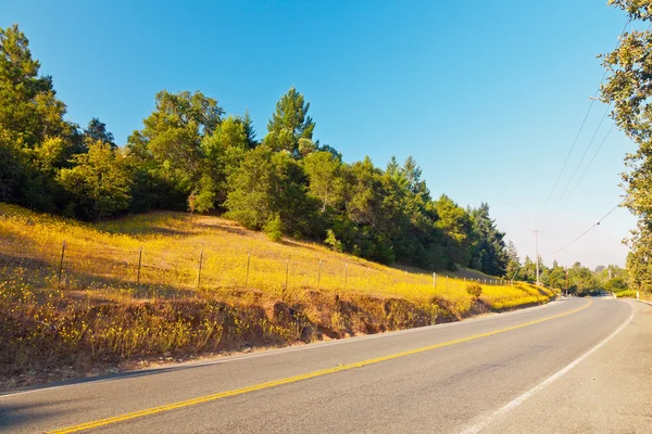 Road in hilly landscape with green trees and blue sky. Napa Vall — Stock Photo, Image