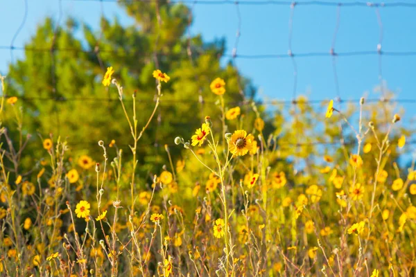 Sarı çiçek çit ve ağaç ve mavi gökyüzü backg bulanık — Stok fotoğraf