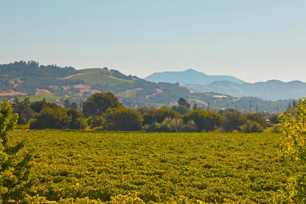 Vinice krajina s kopci v pozadí. modrá obloha. Napa — Stock fotografie