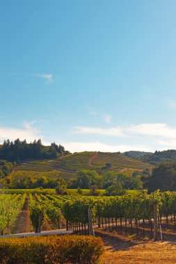 Vineyard Hills içinde belgili tanımlık geçmiş. Mavi gökyüzü. Napa Vadisi. CA