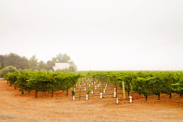 Vinice kulturní krajina v mlze. Napa valley. Kalifornie. — Stock fotografie