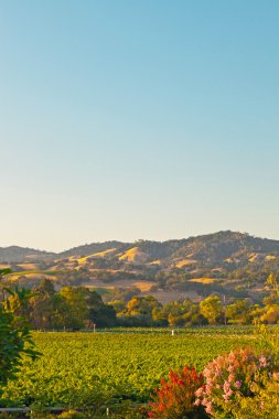 Vineyard Hills içinde belgili tanımlık geçmiş. Mavi gökyüzü. Napa Vadisi. CA